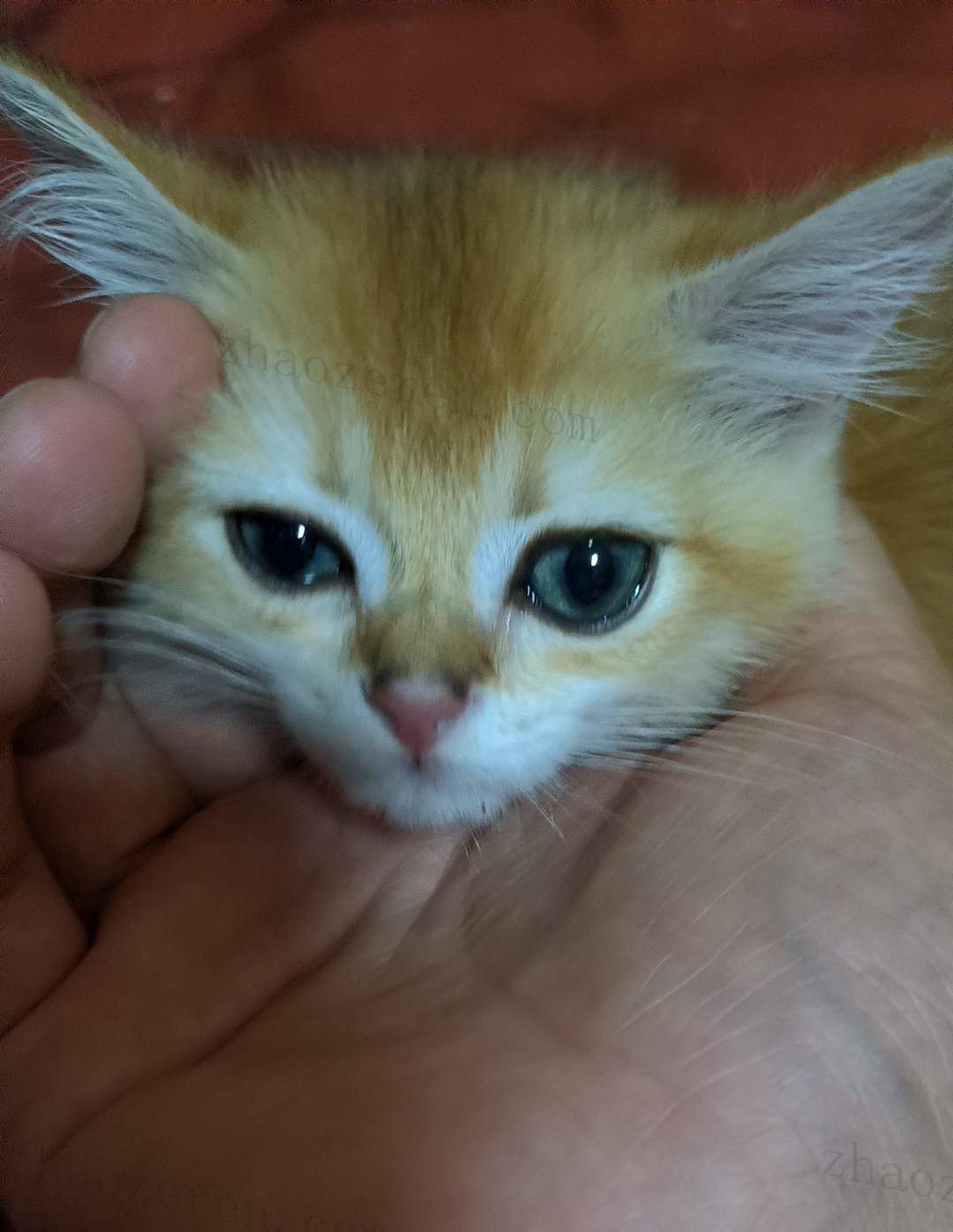 别人家的猫